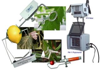 The Compote Tree is giving me funny&nbsp;looks